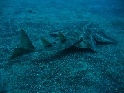 Thumbs/tn_IMG_4274.jpg