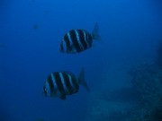 Thumbs/tn_IMG_4278.jpg